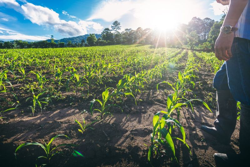 Biogás na prática: como transformar resíduos em energia limpa e fertilizante para o campo