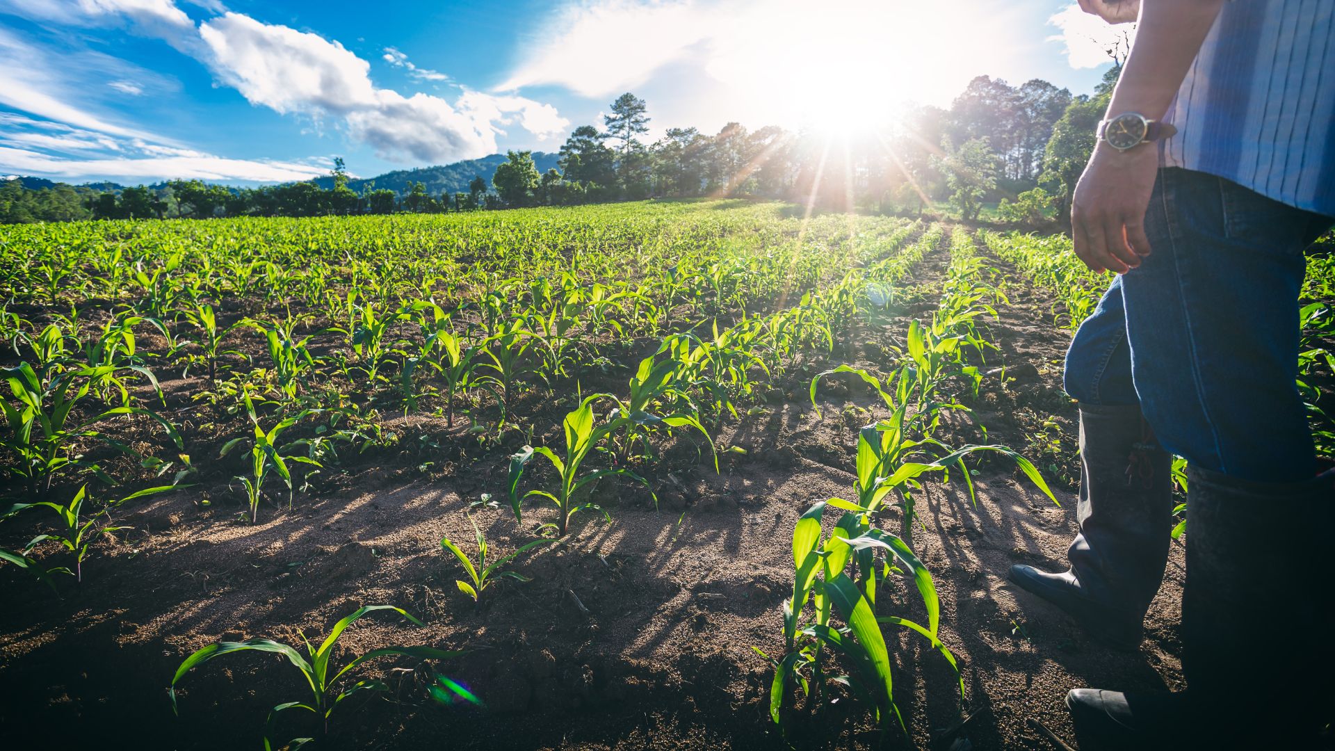 Biogás na prática: como transformar resíduos em energia limpa e fertilizante para o campo